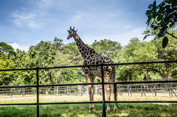 A giraffe in a zoo