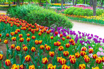 Various colored tulips at the garden of Seoul Forest near Seongdong-gu, Seoul, Korea