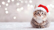 © SJarkCube - Christmas Kitten in Santa Hat