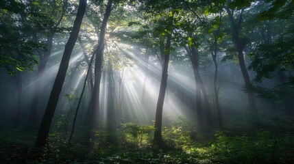 Wall Mural - sunlight streams through a misty forest, illuminating the dense canopy above.