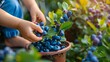 © ckybe - Family harvesting ripe blueberries from their backyard fruit garden in a Dallas home, using their hands and fingers to pick the homegrown berries.