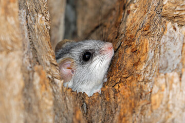 Wall Mural - portrait of an acacia tree rat (thallomys paedulcus) in natural habitat, south africa.