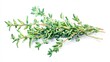 © vadosloginov - Fresh thyme sprig on a white background showcasing vibrant green leaves for culinary uses in cooking and garnishing meals