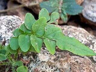 leaves on the ground