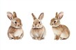 © Kristina - Collection of three watercolour paintings of brown cute rabbits isolated on white background, animal clipart bundle