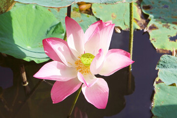 Wall Mural - closeup of stunning sacred lotus blooming in the sunlight