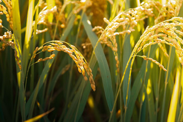 A field of golden rice with evening sun