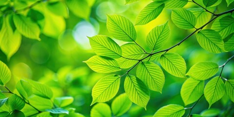 Close up of vibrant green leaves on a tree , nature, foliage, green, summer, texture, growth, branches, outdoor, environment