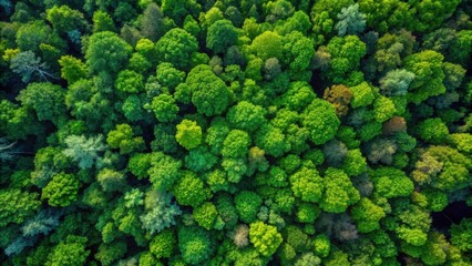 Sticker - Aerial view of a lush and dense forest canopy, aerial, forest, canopy, green, trees, nature, environment, top view