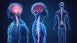 © jureephorn - A medical representation of nervous system disorders, highlighting conditions like multiple sclerosis and Parkinson's disease, and their impact on nerve function.