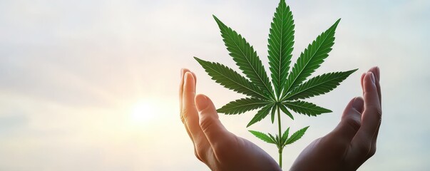 Sticker - hands gently cradling a vibrant cannabis plant