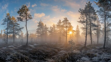 Wall Mural - sunrise through foggy pine forest with frosty ground
