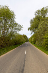 Canvas Print - narrow road through the forest in rural areas