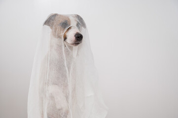 Wall Mural - Dog Jack Russell Terrier in a ghost costume on a white background. 