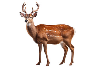 Wall Mural - a cute deer isolated on transparent background