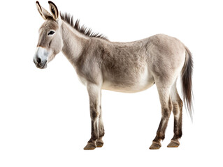 Aufkleber - a donkey standing isolated on transparent background