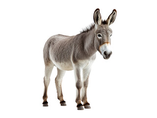 Aufkleber - a funny donkey isolated on transparent background