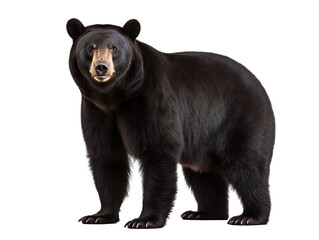 Aufkleber - An American black bear isolated on transparent background