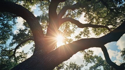 Wall Mural - Sunlight shining through the branches of a large oak tree in a serene outdoor setting