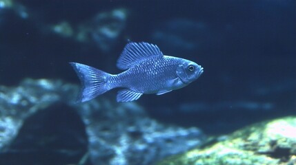 Sticker - Blue Fish Swimming Underwater: A Close-Up View