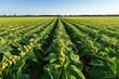 © Natalia - A vast agricultural field with rows of green plants bearing yellow pods, seen under clear blue skies. The plants are spaced symmetrically, suggesting large-scale farming.