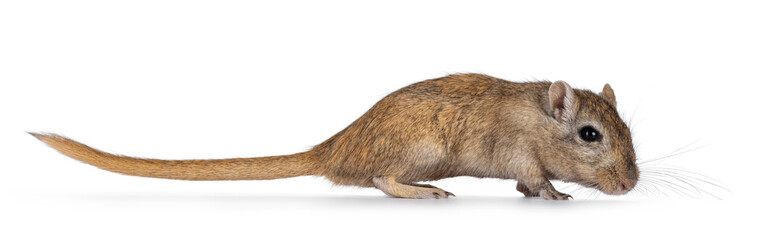 Fototapete - Young adult brown Gerbil aka Meriones unguiculatus. Standing side ways. Looking towards camera. Isolated on a white background.