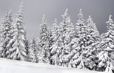 Wall Mural - winter landscape of mountains in snow in fir forest