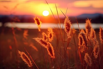 Poster - Autumn landscape sunset grass sunlight.