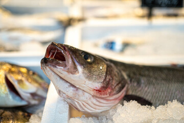 Side view of a fresh blue fish on ice. Great for culinary, seafood markets, or fishing content.