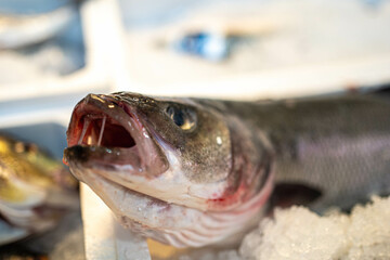 Side view of a fresh blue fish on ice, close up. Great for culinary, seafood markets, or fishing content.