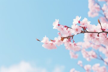 Canvas Print - Sakura with clean blue sky outdoors blossom flower.