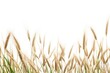 © Rawpixel.com - Wild grass agriculture backgrounds outdoors.