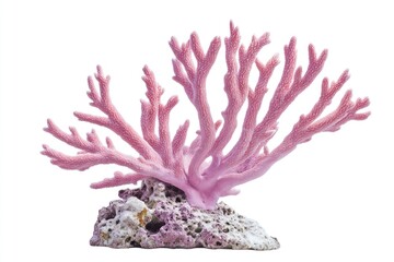 Poster - Close-up shot of a bright pink coral growing on a rocky surface.