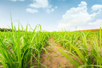 Agriculture, Sugar cane plantation with blue sky background. sugarcane is a grass of poaceae family. Sugar cane plant tree in countryside for food industry or renewable bioenergy power.