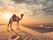 © Thares2020 - Solitary Camel Silhouetted on Desert Dune at Dramatic Sunset