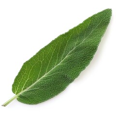 Poster - The Radiant Beauty of a Single Sage Leaf isolated 