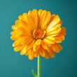 © Robert Kneschke - Vibrant studio shot of a blooming Calendula flower showcasing its bright yellow petals against a teal background, highlighting natural beauty and serenity.