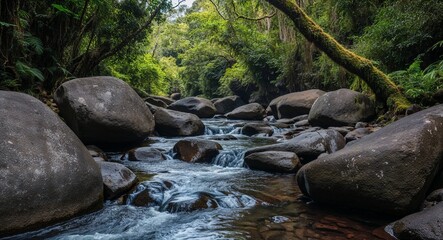 Canvas Print - Rainforest stream with boulders and lush banks