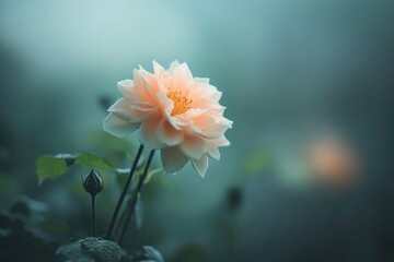 Canvas Print - A solitary bloom amidst a soft focus blur.