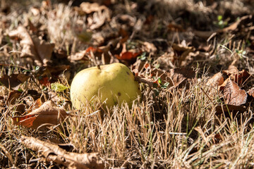 Yellow apple lying on the ground in the autumn meadow grass with fallen leaves