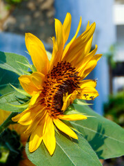 Wall Mural - Sunflower and honey bees in the garden