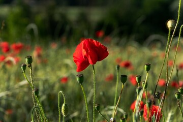 red poppies in the field