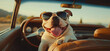 © Studio Zenith - chien bouledogue avec des lunettes de soleil en train de conduire une voiture