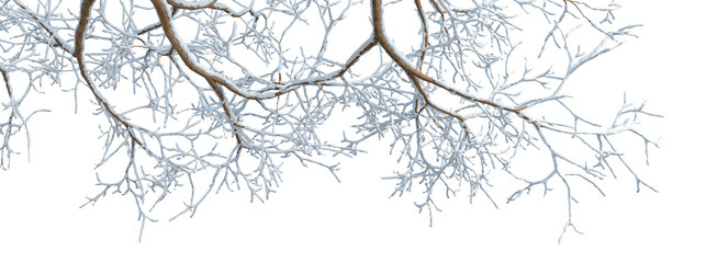 branches of a tree in snow on white background