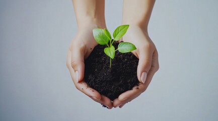 Hands Holding Young Plant Growing from Soil