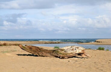 The trunk of a tree lies on a sandy beach on the Black Sea coast