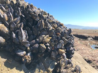 Mussels