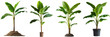 © jirayut - Set of banana trees isolated on white background, PNG