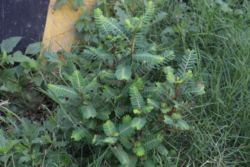 Phyllanthus debilis plant on jungle