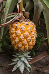 ripe Pineapple on farm for harvest